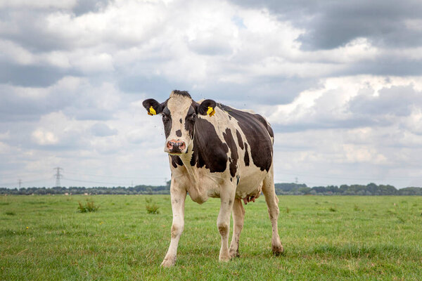 One shabby shaky cow, black and white, friesian holstein, standing in a green pasture under a blue cloudy sky and a faraway straight horizon.