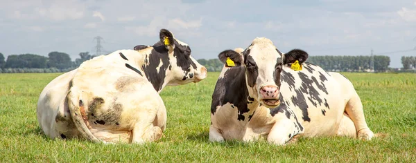 Two Cows Cozy Together Green Grass Next Each Other — Stock Photo, Image