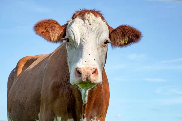 Retrato Vaca Primer Plano Una Vaca Montbeliarde Mirando Sorprendida Cuestionando — Foto de Stock