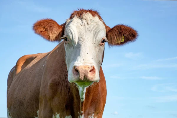 Cow Portrait Close Shot Montbeliarde Cow Looking Surprised Questioningly — 스톡 사진