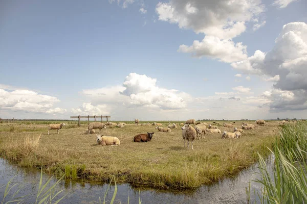 Bir derenin kıyısındaki koyun sürüsü, Hollanda 'nın tipik bir manzarası, düz arazi ve su ve ufukta mavi bulutlu bir gökyüzü. .