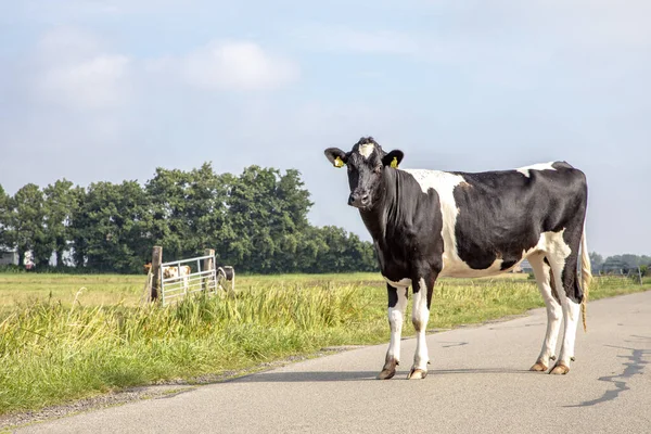 Cow on the road, full body, surprised expression, young heifer and black and white pied.