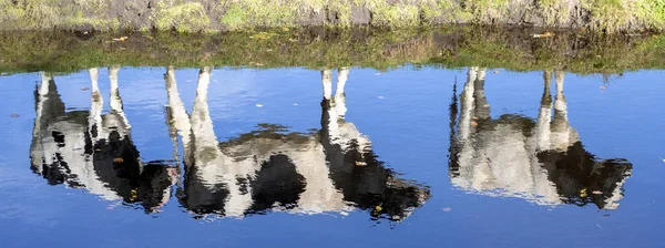 Reflexe Tří Mladých Krav Vodě Modrého Jezera Nebo Rybníka Černobílý — Stock fotografie