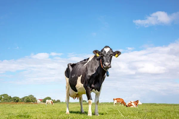 Handsome black and white cow. Black pied friesian holstein cow, in the Netherlands, standing on green grass in a meadow, at the background a few cows, yellow ear tags large udder and a blue sky.