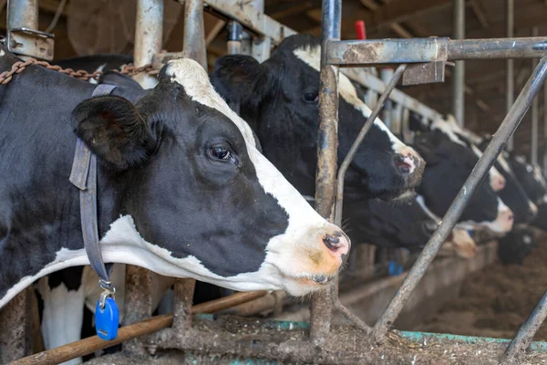 Cow Row Stable Portrait Black White Cow Looking Steel Bars — Stock Photo, Image