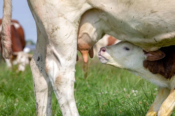 Borjú Montbeliarde Tejet Inni Felkukucskál Álló Szoptató Anyja Tőgyeivel Édes — Stock Fotó