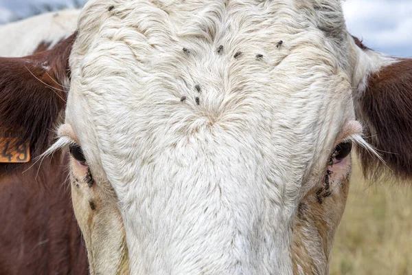 Eyes Cow Close Flies Eyes Brown Spotted Montbeliarde Cow Jura — Stock Photo, Image