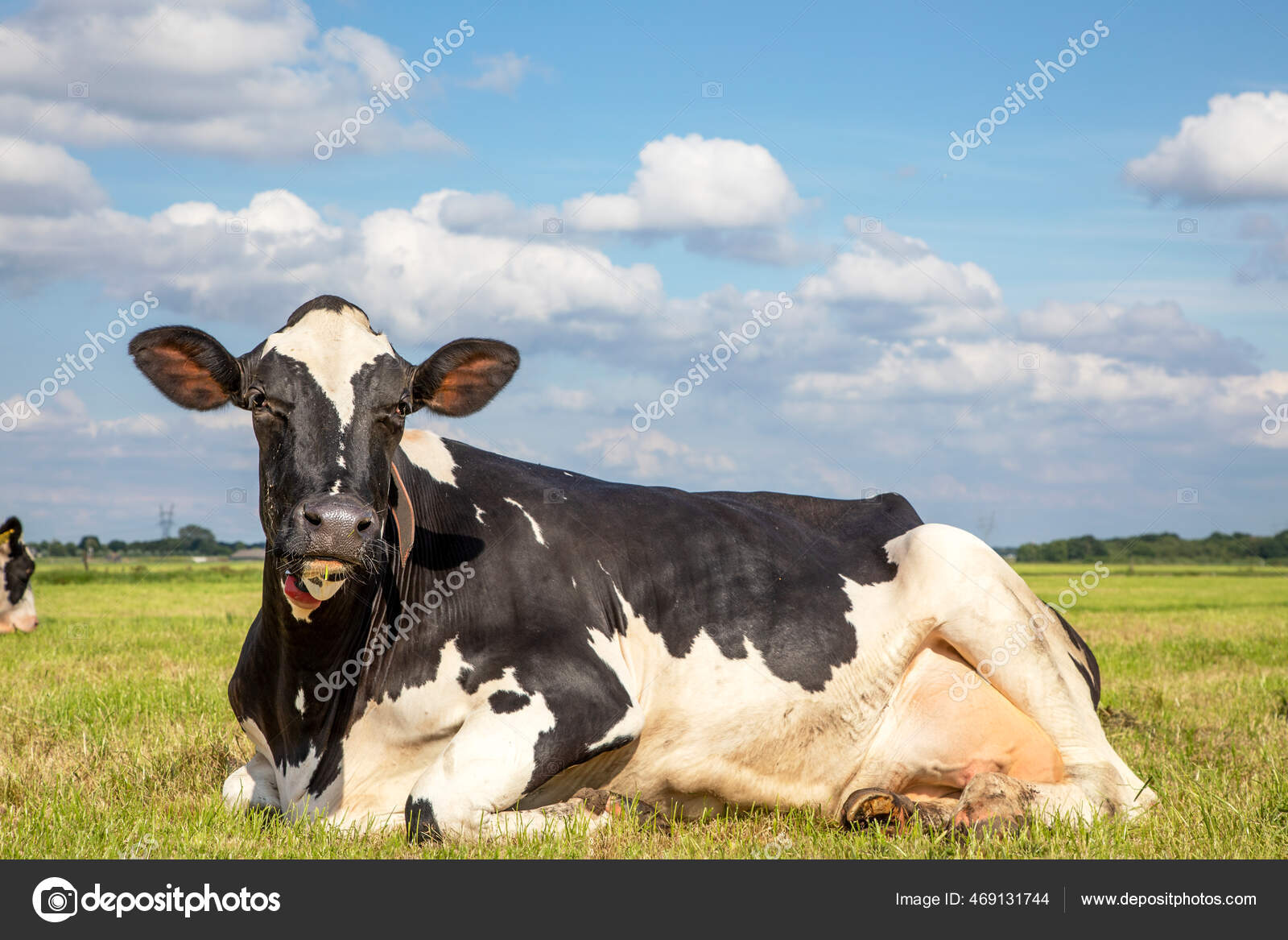 黑白相间的荷斯坦奶牛躺在绿草中蓝天下戴着项圈——图库图片© ClaraBastian #469131744, image size:1600x1167