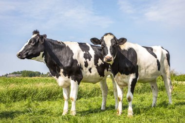 İki siyah beyaz inek, Frisian holstein, mavi gökyüzünün altında yeşil bir çayırda duruyor. .