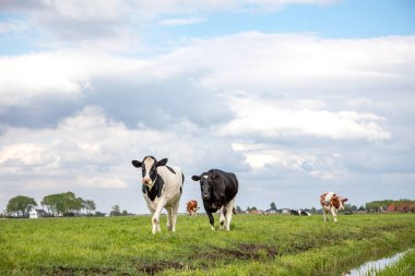 İki inek bir hendeğe doğru yürüyorlar, yeşil bir çayırda ve mavi bulutlu gökyüzünde