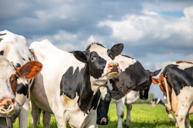 Genç ineklerin otlağının ortasında, mavi gökyüzünün altında kara bulutlarla birlikte oynayan inekler..