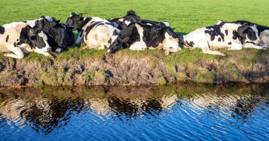 Bir derenin kıyısına uzanmış siyah ineklerden oluşan bir takımın yansıması, mutlu bir rahatlama.