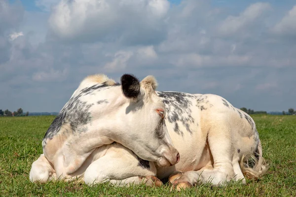 Vaca Blanca Rizada Durmiendo Medio Pastizal Verde Cielo Azul Horizonte —  Fotos de Stock