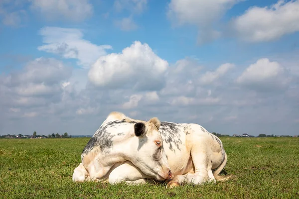 White Cow Curled Sleeping Middle Grassland Blue Sky Straight Horizon — Stock Photo, Image