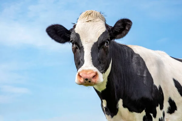 Vaca Blanca Negra Adulta Aspecto Suave Nariz Rosada Frente Cielo — Foto de Stock