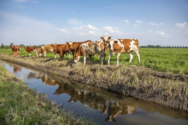 Grupp Unga Kor Deras Reflektion Vattnet Står Bredvid Ett Dike — Stockfoto