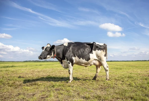 Vaca Negra Holstein Frisón Los Países Bajos Pie Sobre Hierba — Foto de Stock