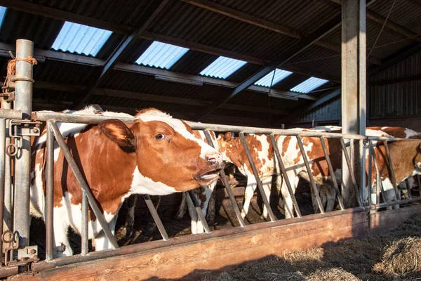 Søt Brun Kalv Med Hodet Gjennom Gjerdet Rad Kuhoder Stallen – stockfoto