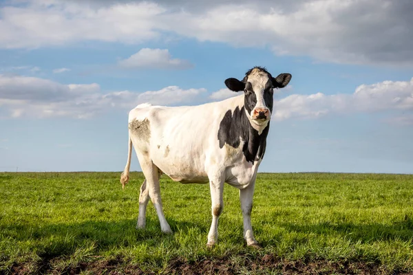 Vaca Flaca Holstein Frisón Los Países Bajos Pie Sobre Hierba — Foto de Stock