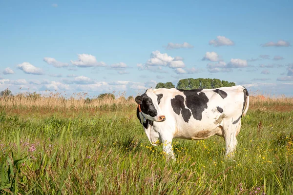 Happy cow in a meadow with field flowers and a blue sky, friesian holstein, in the Netherlands