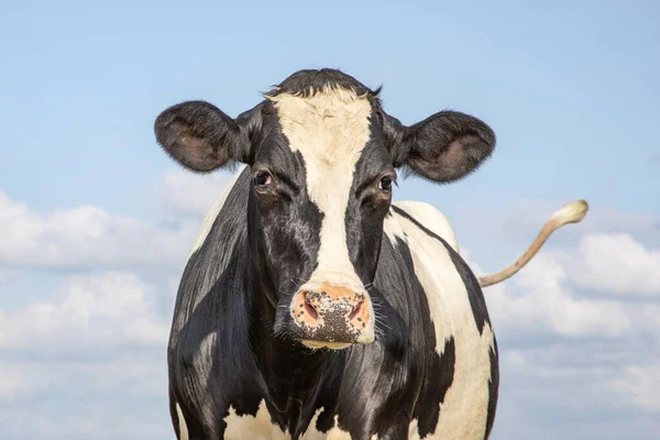 Vaca Blanca Negra Adulta Madura Aspecto Suave Nariz Rosada Cola — Foto de Stock