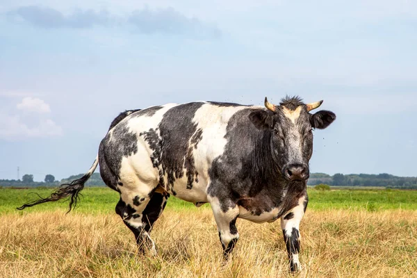 Vaca Vaca Azul Belga Musculosa Blanca Negra Cuernos Que Acerca — Foto de Stock
