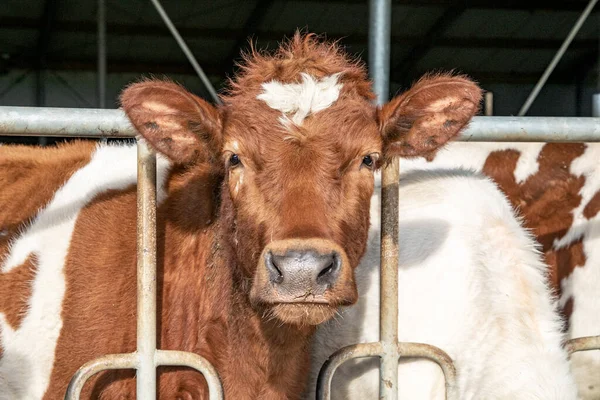 Niedliches Rot Weißes Kalb Lugt Durch Gitterstäbe Eines Zauns Einem — Stockfoto