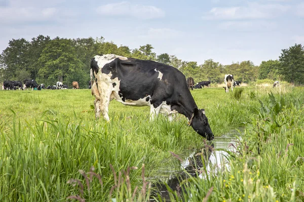 Dricksvatten Stranden Bäcken Rustik Land Scen Reflektion Ett Dike Vid — Stockfoto