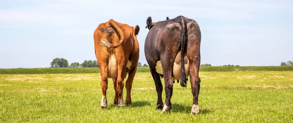 Dos Vacas Que Alejan Amplia Vista Vista Desde Atrás Caminan — Foto de Stock