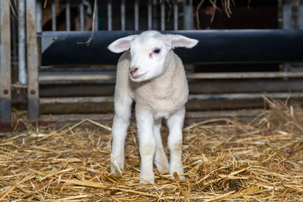 Cute Noworodka Biała Jagnięcina Stoi Środku Stajni Słomy Patrząc Pełne — Zdjęcie stockowe