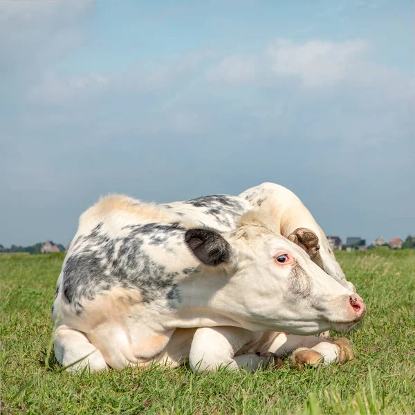 Hermosa Vaca Blanca Mirando Mientras Yace Acurrucada Campo Cielo Azul —  Fotos de Stock