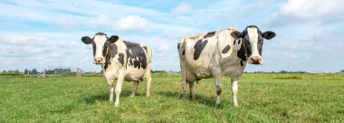 İki siyah beyaz inek, Frisian holstein, mavi bir gökyüzü ve düz bir ufuk altında bir çayırda duruyorlar..