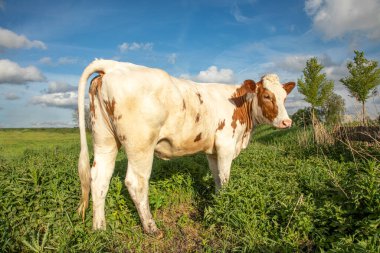 Sevimli beyaz inek, uzun yeşil çimenlerin üzerinde duruyor başını çeviriyor.