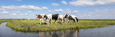 Bir derenin kıyısında inekler, Hollanda 'nın tipik manzarası, düz arazi ve su ve ufukta beyaz bulutlu mavi bir gökyüzü..