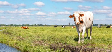 Bir derenin kıyısında şirin bir inek, düz bir arazi ve su ve ufukta beyaz bulutlu mavi bir gökyüzü..