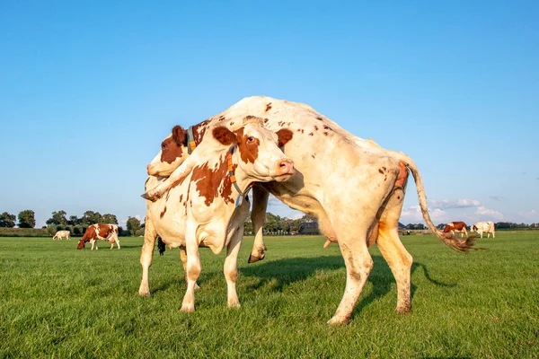 Dos Vacas Jugando Campo Verde Luchando Juntas Bajo Cielo Azul —  Fotos de Stock