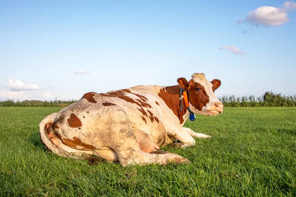 Une Vache Menteuse Rouge Avec Vache Blanche Mâcheuse Réfléchie Milieu — Photo