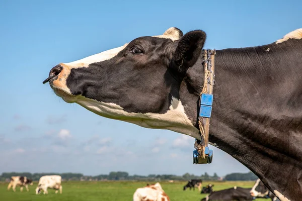 Cow with nose ring, calf weaning ring,  close up of a head  in a green pasture with in de background a blue sky with clouds.