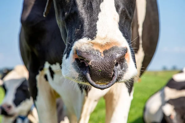 Cow with nose ring, calf weaning ring, close up of a nose in a green pasture and a blue sky .