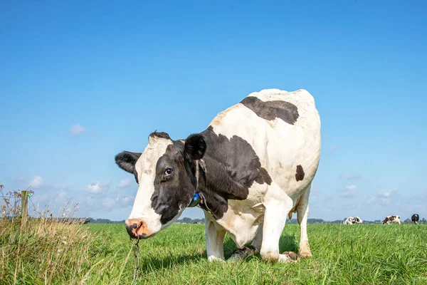 Cow with nose ring and chain, kneeling or rising up cow,  knees in the grass, black and white frisian holstein in a pasture under a blue sky