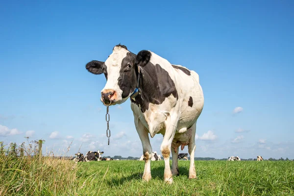 Cow with nose ring and chain, calf weaning ring, in a green pasture with in de background a blue sky with some clouds.