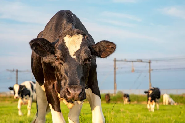 Black White Cow Oncoming Approaching Walking Looking Camera — Stock Photo, Image