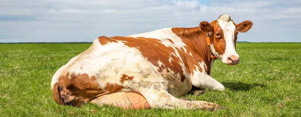 Lying Cow Large Udder Red White Looking Backwards Cow Middle — Stock Photo, Image