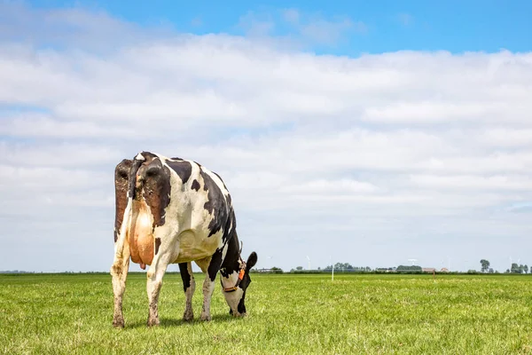 Vaca Pastando Sobre Hierba Verde Amplio Prado Panorámico Con Horizonte — Foto de Stock