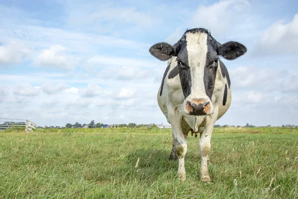 Angry cow, frisian holstein, standing sturdy in a pasture under a blue sky and a faraway straight horizon.