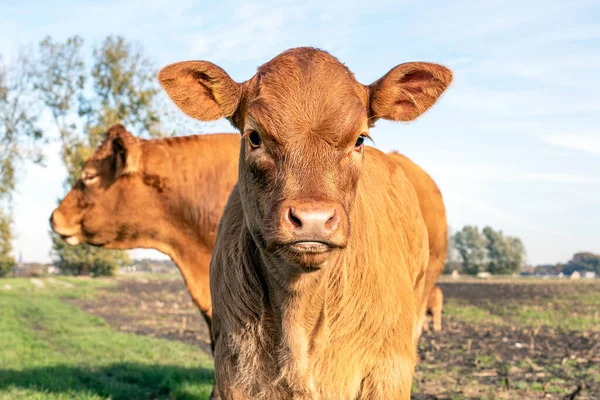 Close Portret Głowy Noworodka Cute Limousin Czerwony Cielę Polu Rolniczym — Zdjęcie stockowe