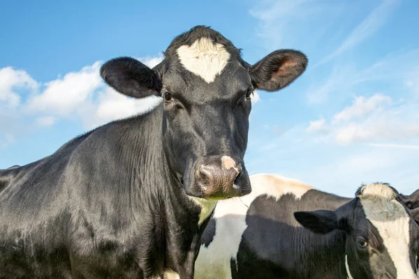 Close Cow Middle Group Cows Black White Blue Sky — Stock Photo, Image
