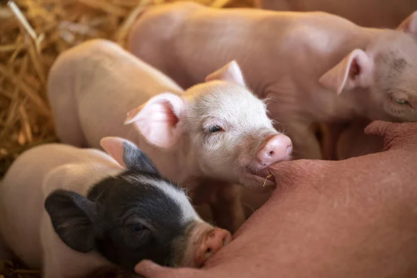 Cute pink piglets drinking from mother pig\'s nipple, teat in mouth