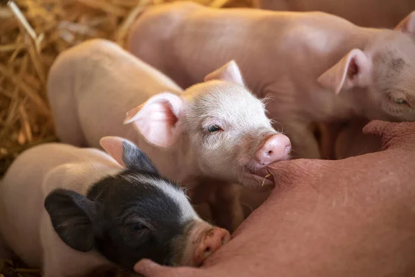 Söta Rosa Smågrisar Som Dricker Bröstvårtan Spene Munnen — Stockfoto