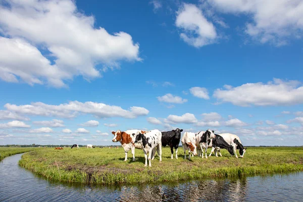 Cow at the bank of a creek, typical landscape of Holland, flat land and water and on the horizon a blue sky with white clouds.